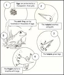 Animal Life Cycle Worksheet For Kids Crafts And Worksheets For Preschool Toddler And Kindergarten Science Life Cycles Life Cycles Frog Life