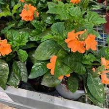 Image result for Crossandra pyrophila