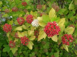 We did not find results for: Physocarpus Opulifolius Dart S Gold Bambooplants Ca