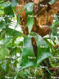 Image result for Platycerium stemaria