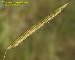 Image result for Ctenium