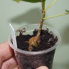 Image result for Ficus stuhlmannii