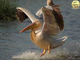 pelikan ve diger bazi su kuslari hic guc sarf etmeden kanatlari acik bicimde su yuzeyinin hemen ustunde uzun sure suzulerek ucabilirler animals birds bird