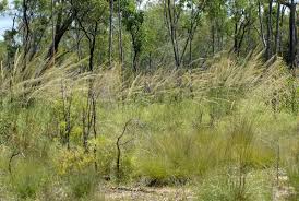 Image result for Aristida stenostachya