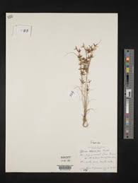 Image result for Cyperus amabilis