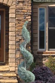 Image result for spiral cut juniper trees