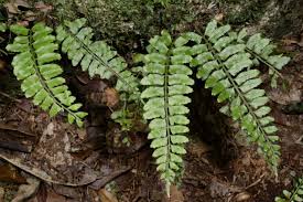 Image result for Asplenium smedsii
