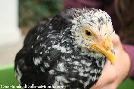 Check spelling or type a new query. Help My Chicken Has A Sprained Ankle One Hundred Dollars A Month