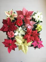 Thechristmasstar Christmasstar Poinsettia Poinsettie