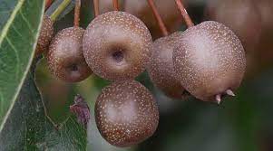 Do ornamental pear trees bear fruit. Types Of Ornamental Flowering Pear Trees Fruitless Pear Trees Pictures