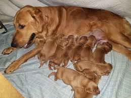 Learn about our north star golden retriever trained puppies. Timothy Peterson Has Golden Retriever Puppies For Sale In Antioch Ca On Akc Puppyfinder Cute Puppies For Sale Cute Puppies Puppies