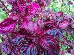 Image result for Iresine