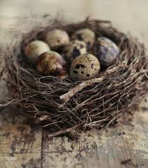 An Entry From Emilialua Bird Eggs Bird Nest Birds