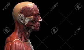 A wide variety of torso anatomy options are available to you, such as subject. Head And Torso Anatomy Human Head And Shoulder Muscular Anatomy Stock Photo Picture And Royalty Free Image Image 64471308