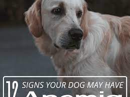 The main function of red blood cells (also called erythrocytes) is to carry oxygen to the tissues, where it is required for cellular metabolism. 12 Signs Of Anemia In Dogs Pethelpful