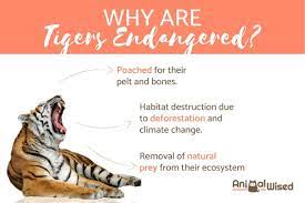 Why Are Bengal Tigers Endangered Reasons They Are Threatened With Extinction