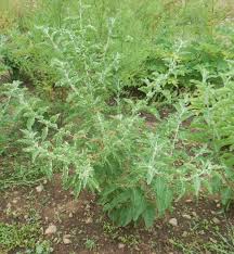 Image result for Withania