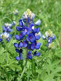 Check spelling or type a new query. Bluebonnet Pflanze Wikipedia