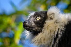 Jun 08, 2021 · focus on cumberland county animal safety (foccas) $10 microchip clinic will be held from 10 a.m. Page 2 Royalty Free Lemur Photos Free Download Pxfuel