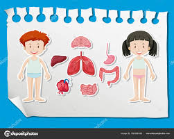 Boy And Girl With Different Organs On Chart Stock Vector