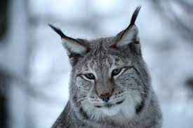 Lynx makes you look, feel & act your most attractive. Lynx Feeding On Kill The European Nature Trust