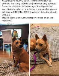Safe has rescued over 5,000 animals since sept, 2008! Update Zena Is Home Safe Pics To Paws Crossed Animal Rescue Facebook