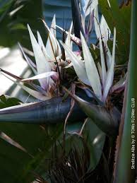 Image result for Strelitzia alba