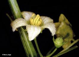 Image result for Diplocyclos