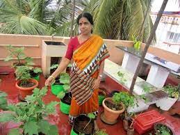 Plumeria, bottlebrush, christmas tree, brassaia, etc. Devaki Madam S Tips To Setup A Terrace Gardening Youtube