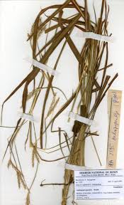 Image result for Andropogon fastigiatus