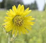 Compass Plant | Illinois Pollinators