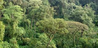 Image result for Allophylus abyssinicus