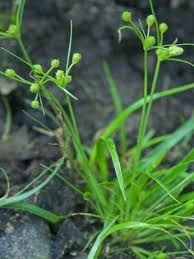 Image result for Fimbristylis aphylla