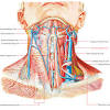 The two common carotid artery then divide into internal and external branches. Https Encrypted Tbn0 Gstatic Com Images Q Tbn And9gcrda91fp0nbodorrdyppmljmsu Fau1euh Yqml9u9o5lg7olvd Usqp Cau