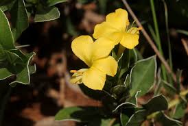 Image result for Barleria randii