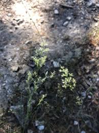 Image result for Agrostis taylorii