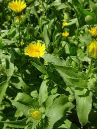 Image result for Nidorella aegyptiaca