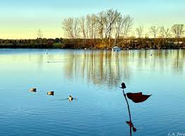 At Bellevue Park yesterday morning, Saturday, November 9, 2024.