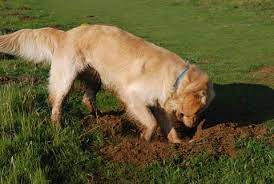 How to stop a dog from digging indoors. Dog Digging Stop Dog Digging Kathy Santo