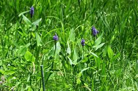 Image result for Pontederiaceae