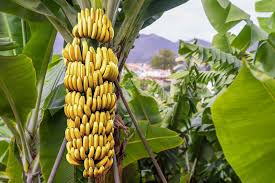 Reasons for banana tree dying after bearing fruit Can You Save Banana Seeds Happysprout