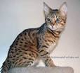 Savannah Cat for Sale | Savannah Kittens Available ...