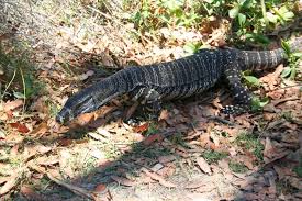 Varan şirkeler grubu'nun lokomotif şirketi olan varan turizm, 1946'dan bugüne. Varan Foto Bild Tiere Wildlife Amphibien Reptilien Bilder Auf Fotocommunity