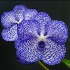 Image result for Vanda coerulea