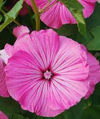 Lavatera Trimestris Loveliness Perennial Plants Real Flowers Plants