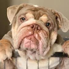 Lilac bulldogs are simply diluted chocolate. Carlexis Kennel Bulldog Breeder Castilla St Brgy Valencia Quezon City 2021