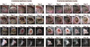Two Ir Cycles Demonstrate Delayed Wound Healing Dorsal Skin Of Mice Download Scientific Diagram