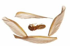 If you are a person or business who performs pest control for hire including, but not limited to, advertising, soliciting or operating as a pest a pest control business license is obtained by submitting an application, the following supporting business information and documents, and the appropriate fee. Pest Control Services Pest Exterminators Economic Pest Control