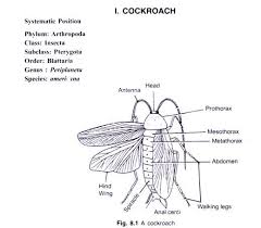 Structure And Life Cycle Of Cockroach With Diagram