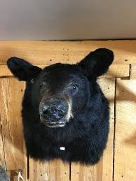 Black Bear Half Mounts Prices Black Bear Mount Taxidermy For Sale Pets For Sale Mule Deer